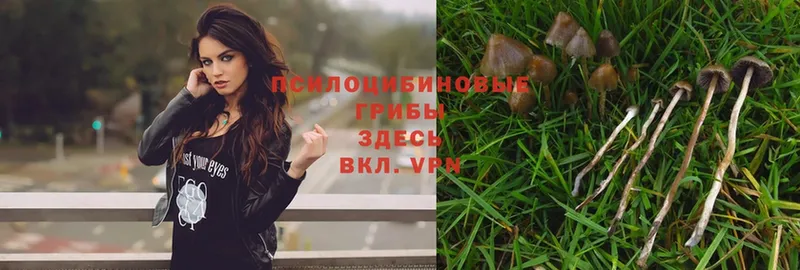 где можно купить   Нальчик  Галлюциногенные грибы Psilocybe 